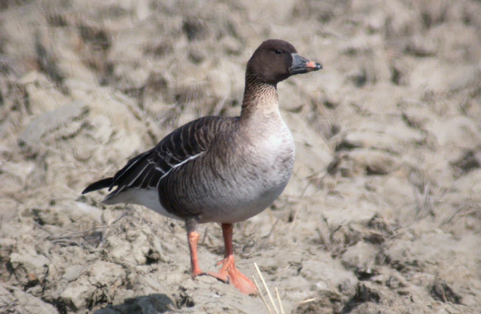 tundra bean goose